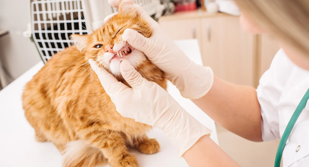 Vet Clinic in Encino