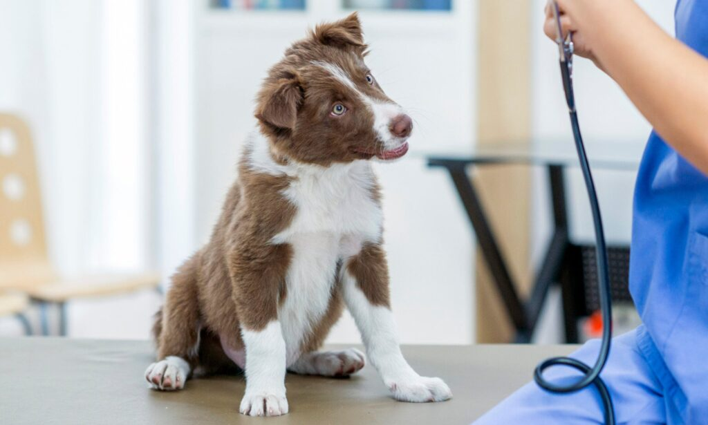 Dog hospital in Encino