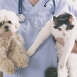 Vet care in Encino